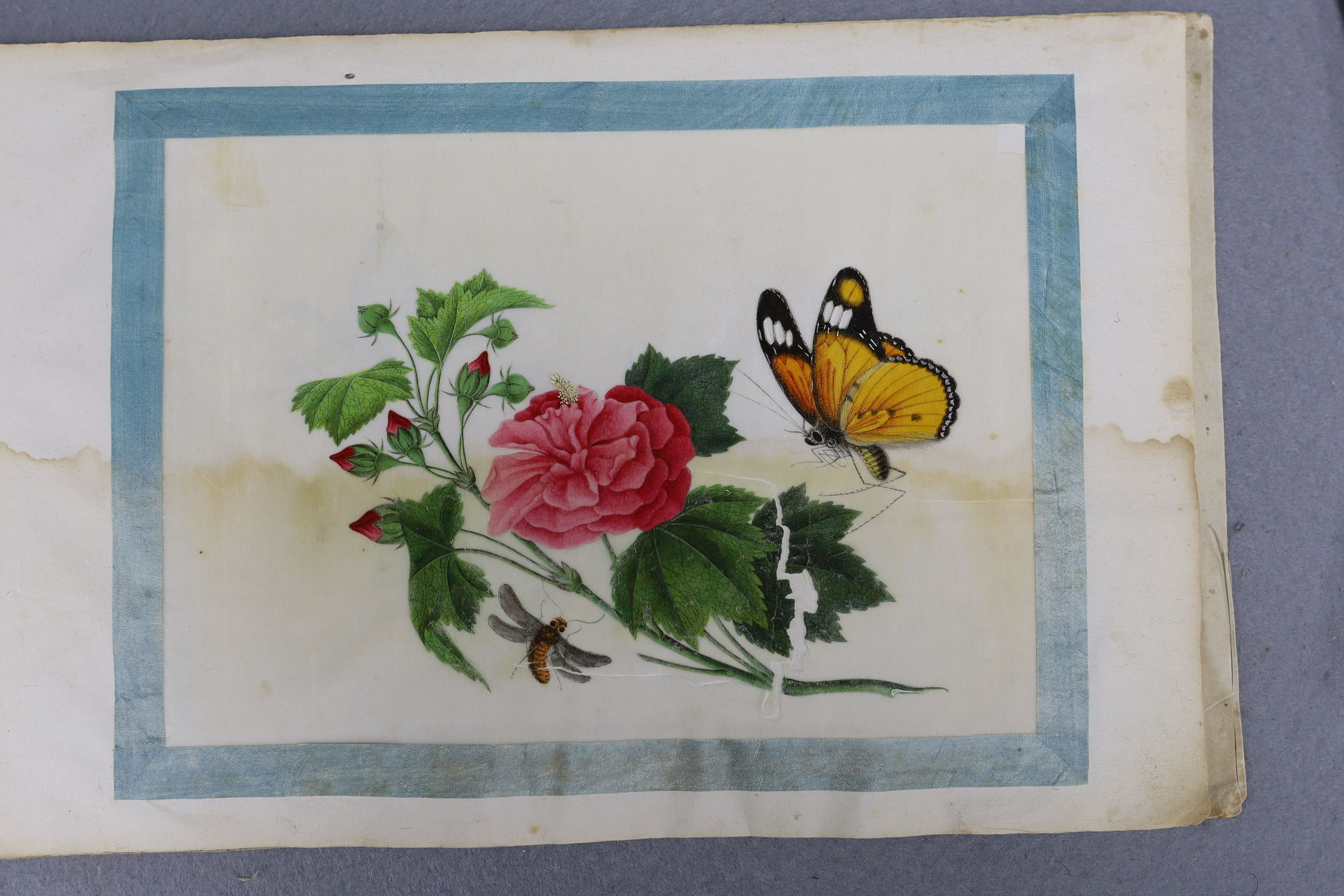 A Chinese album of ten pith paintings of birds amid butterflies, 19th century, Album 21.5cm x 34 cm